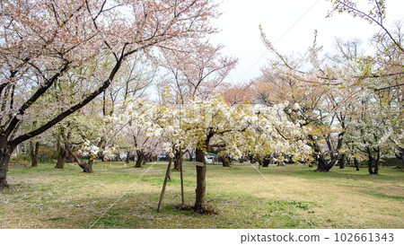 弘前城三之丸仙台垂枝花開 青森縣 弘前城三之丸仙台垂枝花開 青森縣 102661343