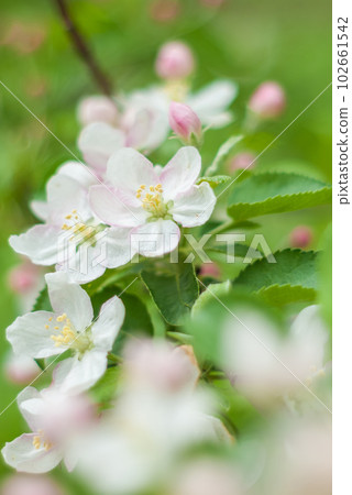 Spring white apple blossoms in the green garden Spring white apple blossoms in the green garden 102661542