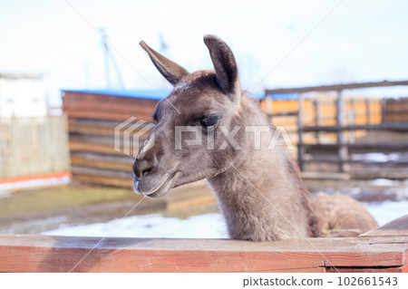 Lama glama on the farm with a wooden fence Lama glama on the farm with a wooden fence 102661543