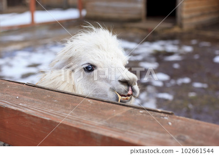 Lama glama on the farm with a wooden fence Lama glama on the farm with a wooden fence 102661544