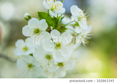 Spring white cherry blossoms in the green garden Spring white cherry blossoms in the green garden 102661545