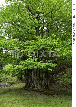 Itoi's Large Wig Fresh Green（兵庫縣朝來市和田山町） 102663141