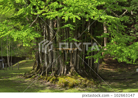 Itoi's Large Wig Fresh Green（兵庫縣朝來市和田山町） 102663147
