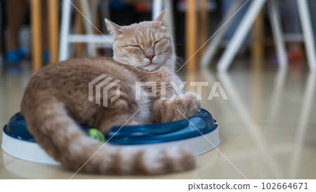 Red cat lies on an interactive toy.  102664671