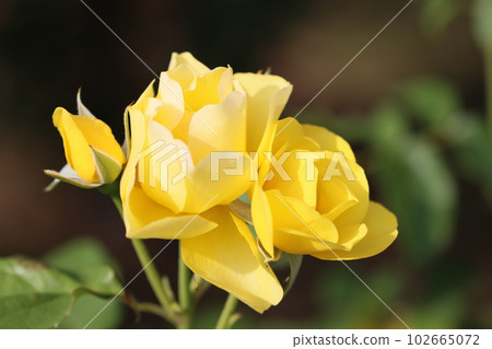 《Hiratsuka City, Kana Garden》Rose flower 《Hiratsuka City, Kana Garden》Rose flower 102665072
