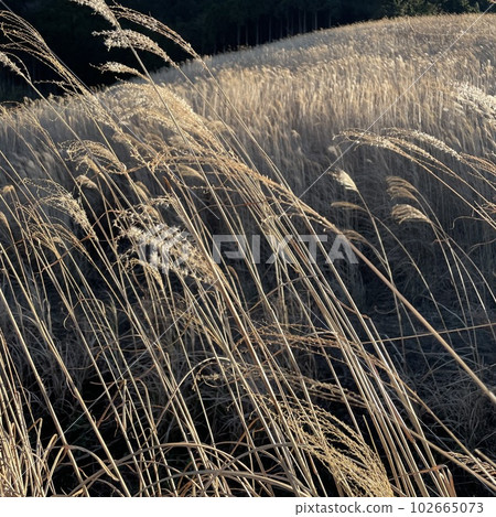 秋天的 Susuki 山風景 102665073