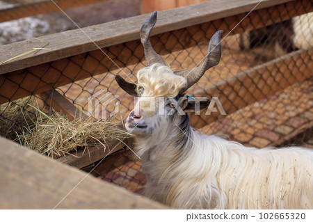 Shaggy white mountain goat eating 102665320