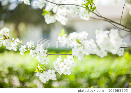 Spring white cherry blossoms in the green garden Spring white cherry blossoms in the green garden 102665395