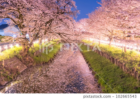 《Saitama Prefecture》Kawagoe City Along the Shingashi River / Cherry blossoms in full bloom at night 102665543