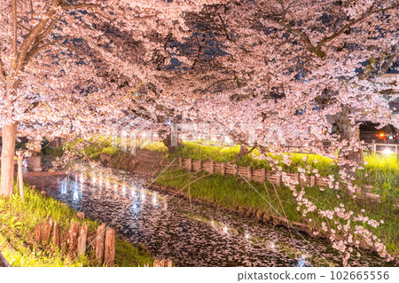 《Saitama Prefecture》Kawagoe City Along the Shingashi River / Cherry blossoms in full bloom at night 《Saitama Prefecture》Kawagoe City Along the Shingashi River / Cherry blossoms in full bloom at night 102665556