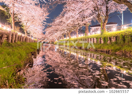 《Saitama Prefecture》Kawagoe City Along the Shingashi River / Cherry blossoms in full bloom at night 102665557