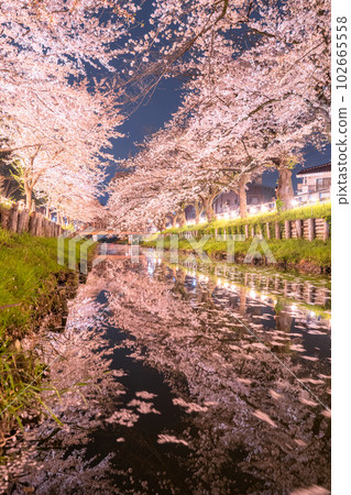 《Saitama Prefecture》Kawagoe City Along the Shingashi River / Cherry blossoms in full bloom at night 《Saitama Prefecture》Kawagoe City Along the Shingashi River / Cherry blossoms in full bloom at night 102665558