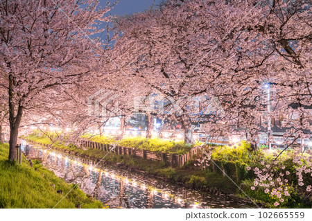 《埼玉縣》新石川沿岸的川越市/夜間盛開的櫻花 102665559