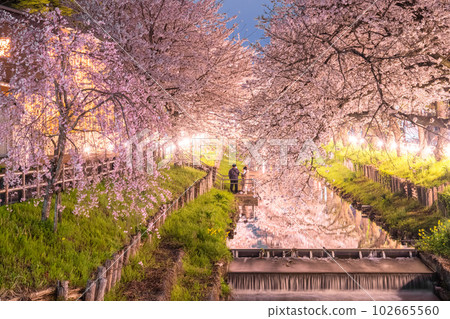 《Saitama Prefecture》Kawagoe City Along the Shingashi River / Cherry blossoms in full bloom at night 102665560