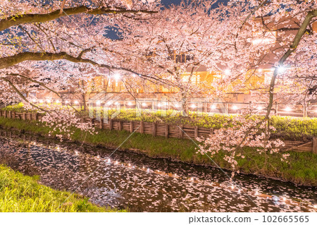 《Saitama Prefecture》Kawagoe City Along the Shingashi River / Cherry blossoms in full bloom at night 《Saitama Prefecture》Kawagoe City Along the Shingashi River / Cherry blossoms in full bloom at night 102665565