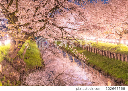 《埼玉縣》新石川沿岸的川越市/夜間盛開的櫻花 102665566