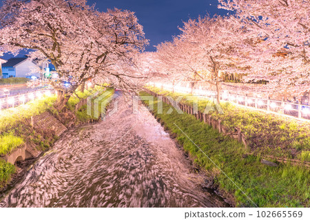 《Saitama Prefecture》Kawagoe City Along the Shingashi River / Cherry blossoms in full bloom at night 《Saitama Prefecture》Kawagoe City Along the Shingashi River / Cherry blossoms in full bloom at night 102665569