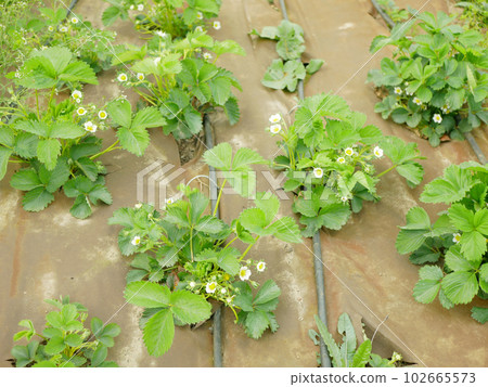 Strawberry field bio plantation irrigation system pipe white flowers blooming under mulch foil growing strawberries organic flowering bloom grows leaves leaf farm farming closeup fresh gardening 102665573