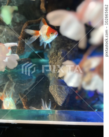 Goldfish museum close-up 102665662