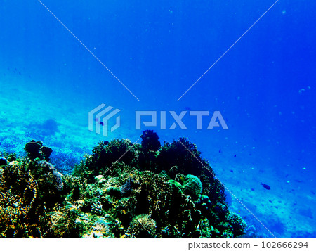 Underwater scenery of Okinawa, Kerama Islands, Zamami, Agenashiki Island Underwater scenery of Okinawa, Kerama Islands, Zamami, Agenashiki Island 102666294