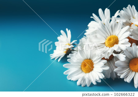 White daisies on blue background. Festive background with copy space. Natural floral wallpaper for mother's, father's day, birthday. White daisies on blue background. Festive background with copy space. Natural floral wallpaper for mother's, father's day, birthday. 102666322