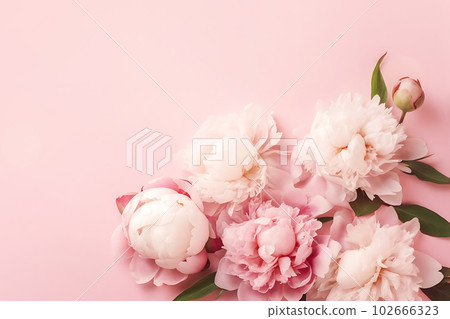 Tender peonies on pink background with copy space. Abstract natural floral frame layout with text space. Romantic feminine composition. Wedding invitation. International Women day, Mother Day concept Tender peonies on pink background with copy space. Abstract natural floral frame layout with text space. Romantic feminine composition. Wedding invitation. International Women day, Mother Day concept 102666323