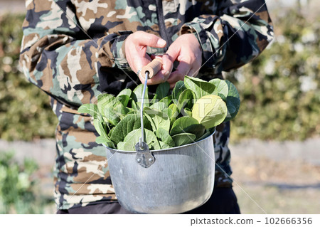 A woman growing vegetables in her home garden Agricultural girls A woman harvesting vegetables 102666356