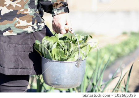 A woman growing vegetables in her home garden Agricultural girls A woman harvesting vegetables 102666359