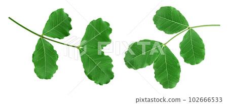 Fresh carob leaves isolated on white background. Top view. Flat lay 102666533