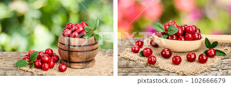 Cranberry with leaf in wooden bowl on old wooden table with blurry garden background 102666679