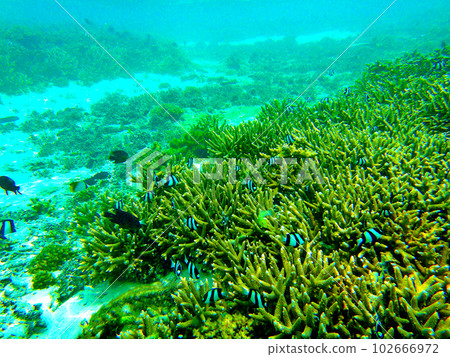 Undersea scenery of Teteto Beach, Rota, Northern Mariana Islands 102666972