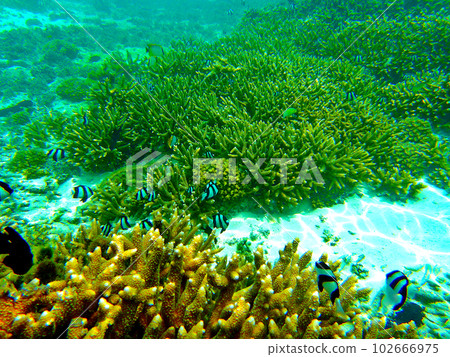 Undersea scenery of Teteto Beach, Rota, Northern Mariana Islands Undersea scenery of Teteto Beach, Rota, Northern Mariana Islands 102666975