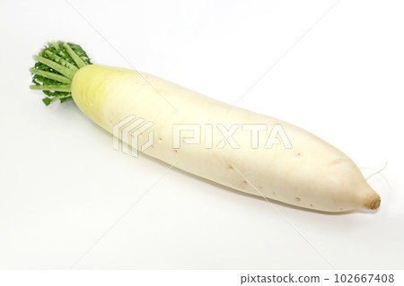 Japanese radish 102667408