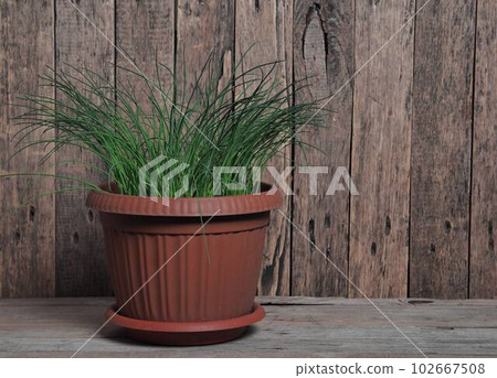 Plant background of newly sprouted young cucumber sprouts planted in plastic containers. Concept of growing organic vegetable seedlings and using plastic recycled products. Plant background of newly sprouted young cucumber sprouts planted in plastic containers. Concept of growing organic vegetable seedlings and using plastic recycled products. 102667508