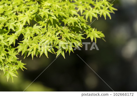 Mt. Otowa in early summer Kiyomizu-dera Temple precincts green maple leaves Kyoto City, Kyoto Prefecture 102668172