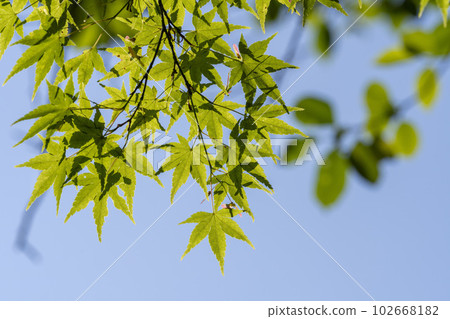 Mt. Otowa in early summer Kiyomizu-dera Temple precincts green maple leaves Kyoto City, Kyoto Prefecture Mt. Otowa in early summer Kiyomizu-dera Temple precincts green maple leaves Kyoto City, Kyoto Prefecture 102668182