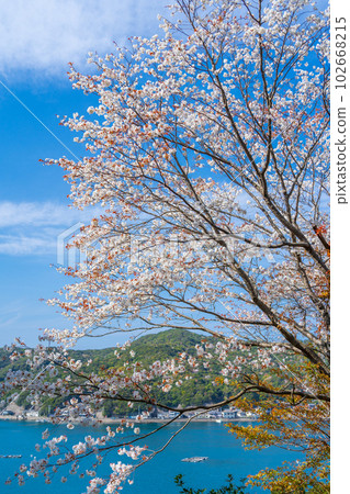盛開的野櫻花和海邊的 Tsubakidomari 漁村 102668215