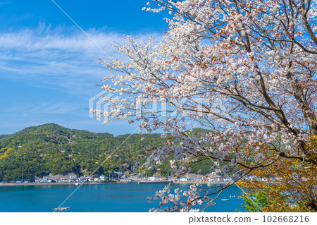 盛開的野櫻花和海邊的 Tsubakidomari 漁村 102668216