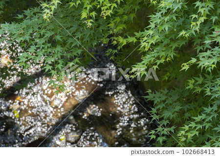 Tofuku-ji Temple in early summer, green maple trees on the approach, Kyoto City, Kyoto Prefecture 102668413