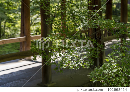 京都府京都市初夏的東福寺、鮮綠的楓葉和通天橋 102668434