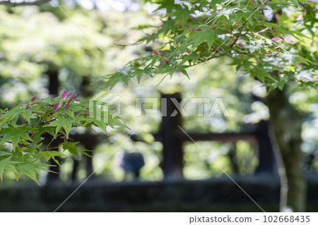 京都府京都市初夏的東福寺、鮮綠的楓葉和通天橋 102668435