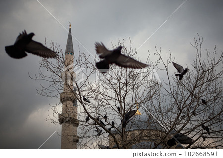 Istanbul Turkey Ortakoy mosque and pigeons. Istanbul Turkey Ortakoy mosque and pigeons. 102668591