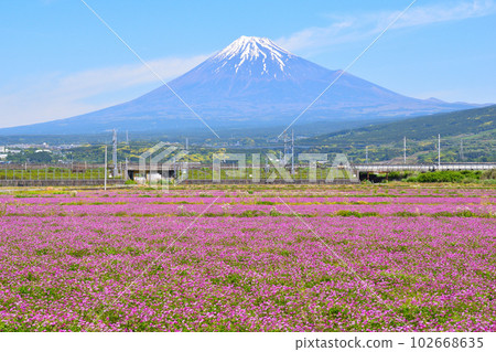 Spring Mt.Fuji flower garden Spring Mt.Fuji flower garden 102668635