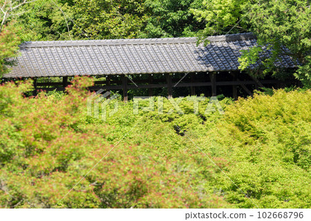 Tofukuji Temple in early summer, green maple leaves and Gaunkyo Bridge, Kyoto City, Kyoto Prefecture 102668796
