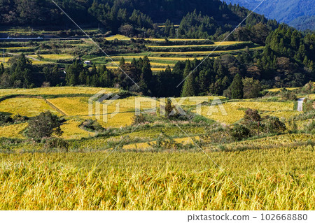 Kochi Prefecture / “Yoshinobu Terraced Rice Fields” before harvest 102668880