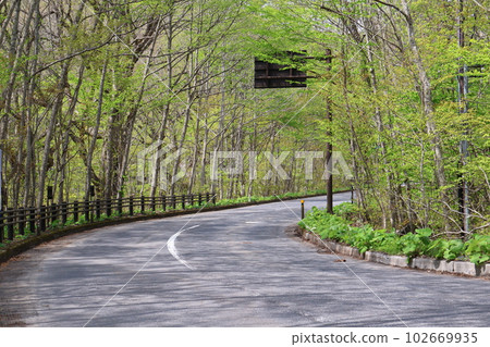 一條雙車道的道路在綠樹成蔭、綠樹成蔭的森林中蜿蜒 102669935