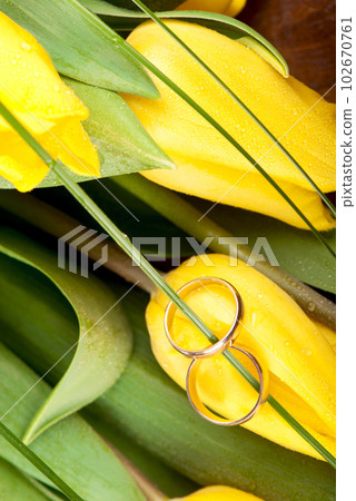 Two wedding rings on beautiful bright yellow tulips, yellow flowers on wooden background Two wedding rings on beautiful bright yellow tulips, yellow flowers on wooden background 102670761