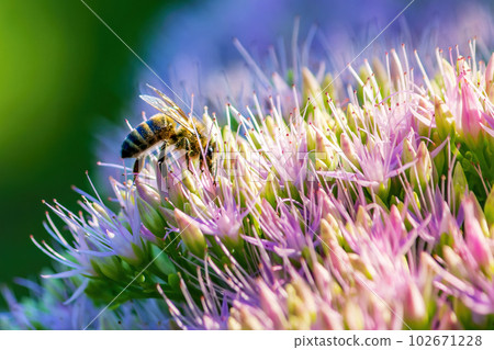 A bee on a bright big flower collects nectar. Side view. Close-up. 102671228