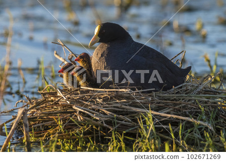 White winged Coot in her nest with chicks, La Pampa, Argentina 102671269