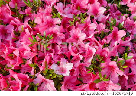 一側盛開的杜鵑花 一側盛開的杜鵑花 102671719